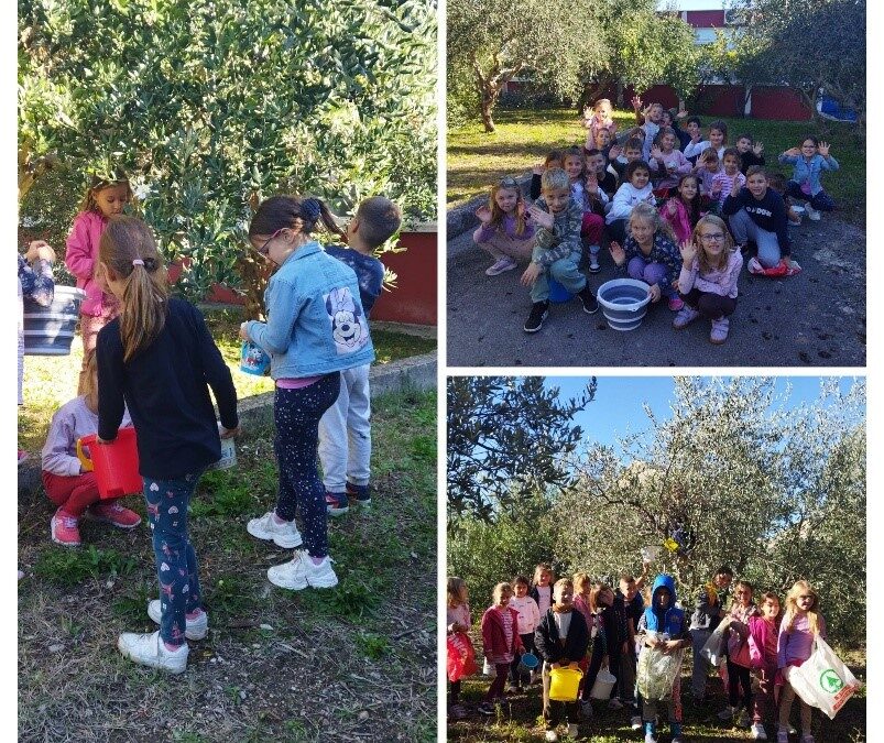 Berba maslina u školskom masliniku